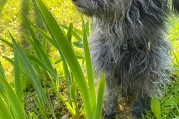 Найдена собака на Истринском водохранилище, ищу хозяев.