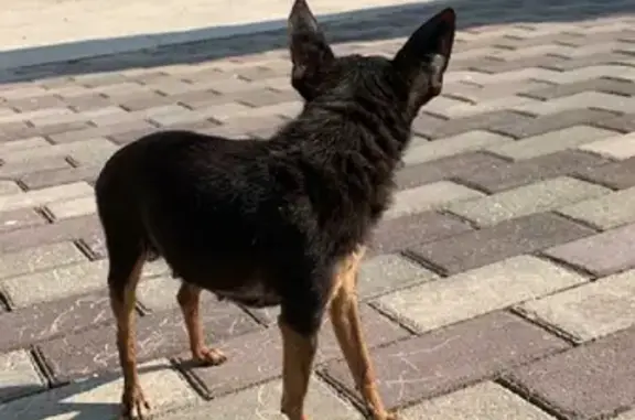 Найдена пропавшая собака в Малышево