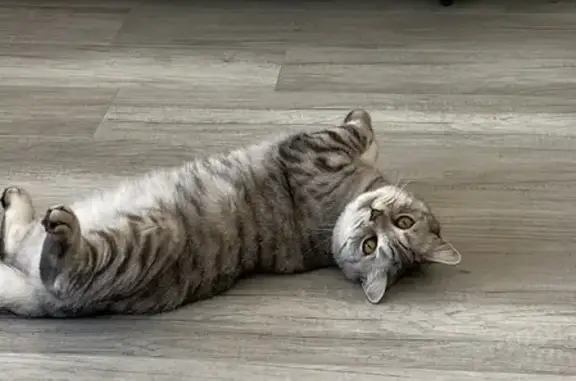 Кошки потеряшки, Краснодар, фото: Потеряшка кошка Кот на улице Капицы, Краснодар.