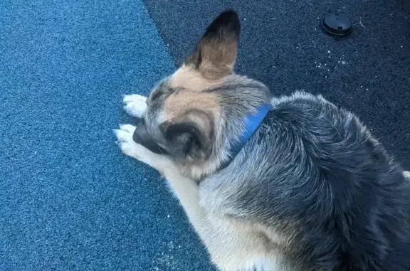 Найдена собака в парке Северное Тушино, адрес: ул. Свободы, 52