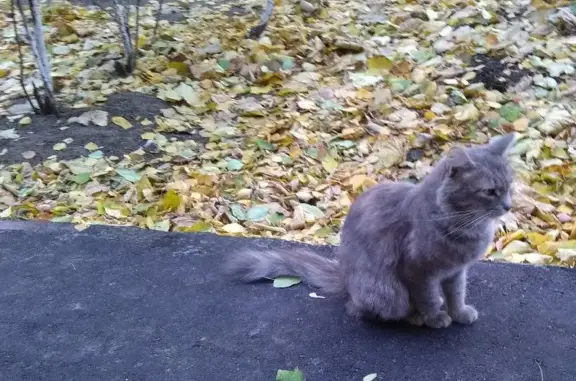 Пропала уличная кошка, котят спрятала в закрытую машину на ул. Космической, 58литА, Нижний Новгород