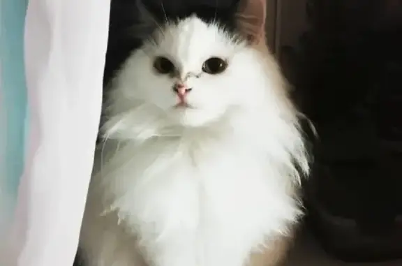 Кошки потеряшки, Павловск, фото: Потеряшка кошка на улице Гагарина, 61 в Павловске