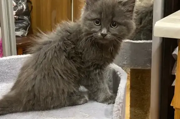 Кошки потеряшки, Киров, фото: Потеряшка кошка на ул. Шелаева, 6, Киров.