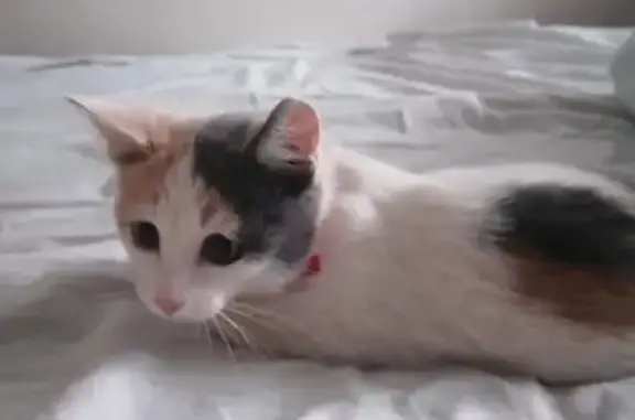 Найдена кошка с ошейником в Набережных Челнах