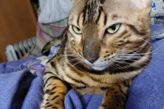 Кошки потеряшки, Санкт-Петербург, фото: Потеряшка Бенгальский кот Абрикос, Образцовая ул. 5, СПб