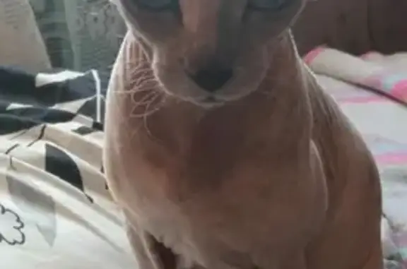 Найдена беременная кошка в Опочне, Тульская область