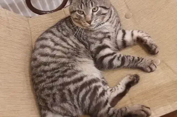 Пропал кот с фиолетовым ошейником в Алабушево