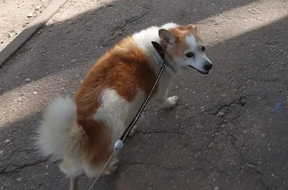 Собаки потеряшки, Нижний Новгород, фото: Потеряшка собака Малыш на ул. Коминтерна 10, Нижний Новгород