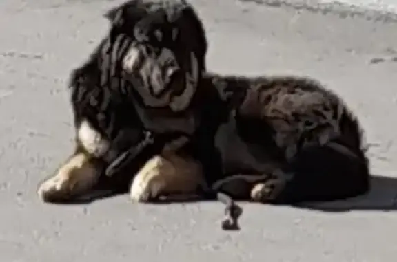 Собака с ошейником на ул. Орджоникидзе, 12а в Норильске
