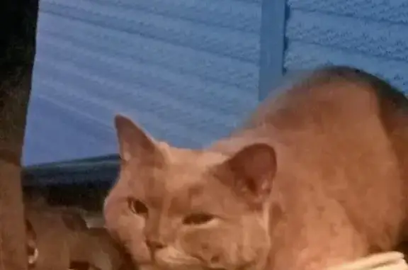 Кошки потеряшки, Тольятти, фото: Потеряшка кошка Семён возле заправки в Тольятти