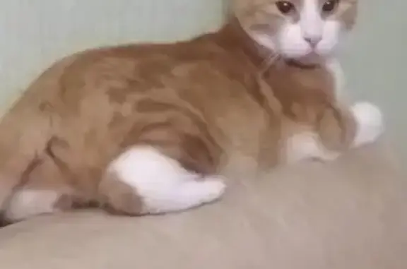 Кошки потеряшки, Санкт-Петербург, фото: Потеряшка кошка на пр. Науки, 40 в СПб, 89500475679.