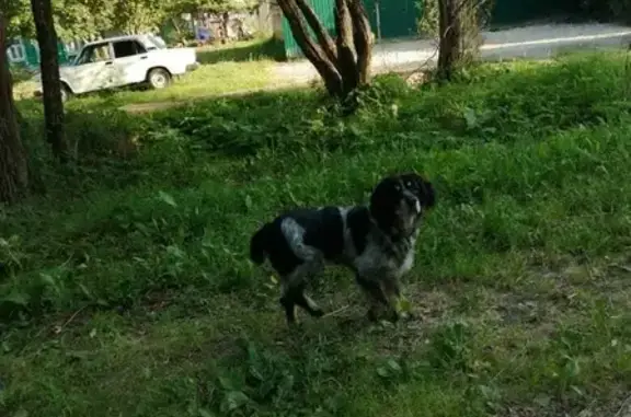Найдена собака в Ястребовке, Калужская область