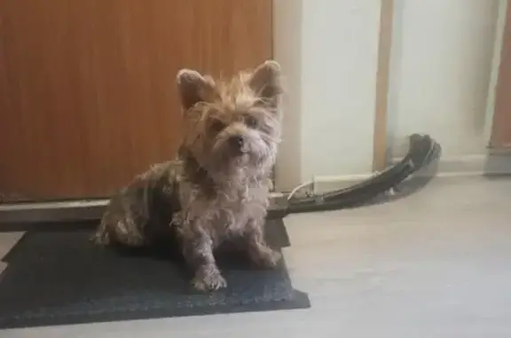 Собака Йоркширского терьера найдена на Исаковского улице, Москва