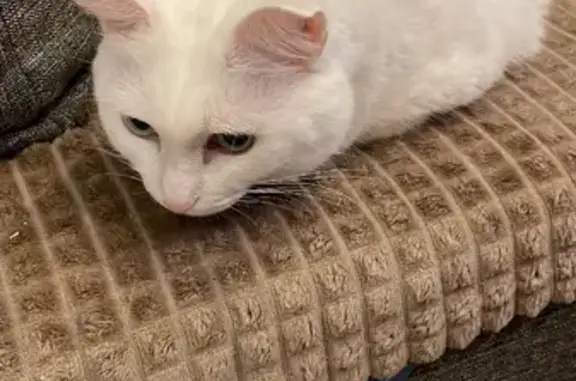 Кошки потеряшки, Санкт-Петербург, фото: Потеряшка кошка Дуся возле автовокзала, наб. Обводного канала 42.