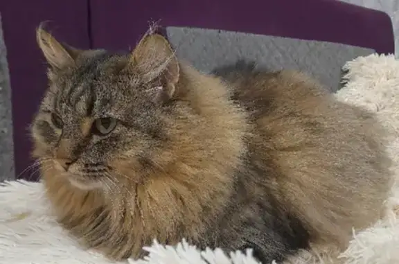 Объявления о пропавших и найденных животных, Киров, фото: Пропала кошка на Ульяновской, 39 в Кирове.