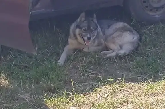 Собака найдена в Сурмино Кп, Московская область
