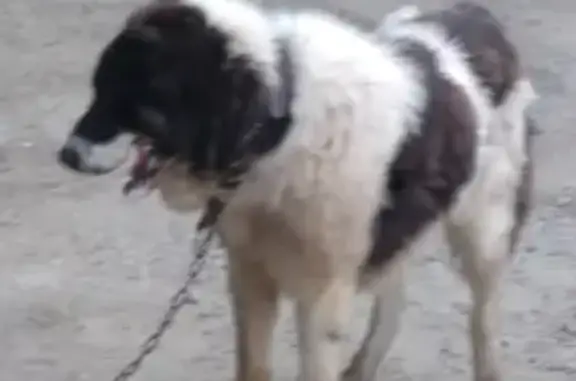 Собака Кобель найдена на улице Западный обход, 34.