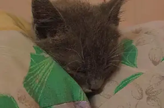 Найден серый котенок на ул. Кабанской, 25