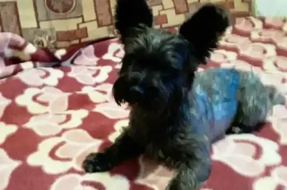 Найденные животные Астрахань, фото: Найден йоркширский терьер Кабель на Ленинградском переулке 55 в Астрахани