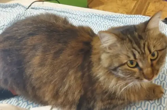 Кошки потеряшки, Тамбов, фото: Потеряшка кошка на Магистральной 29, Тамбов.