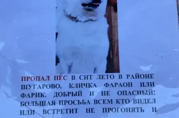 Пропала собака Фарик на Набережной, 7 в Новоселках