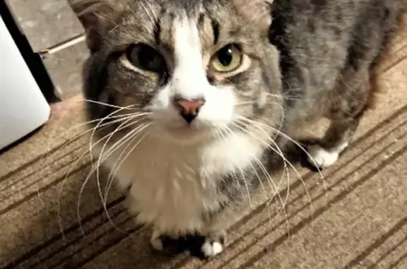 Объявления о пропавших и найденных животных, Киров, фото: Пропал кот Семён с сердечком на носике в Кирове