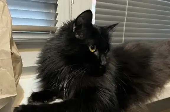 Кошки потеряшки, Санкт-Петербург, фото: Потеряшка кошка на Бухарестской, 35 к2 с ошейником.