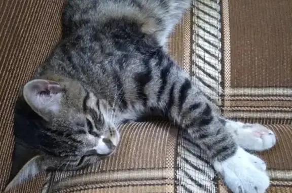 Найден молодой кот на Проспекте Ветеранов, СПб