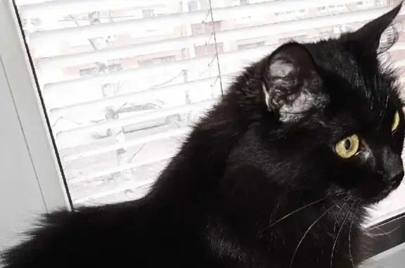 Кошки потеряшки, Санкт-Петербург, фото: Потеряшка кошка с ошейником на Бухарестской ул.