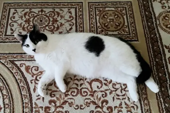 Пропала кошка в Ильинском, Вологодская область