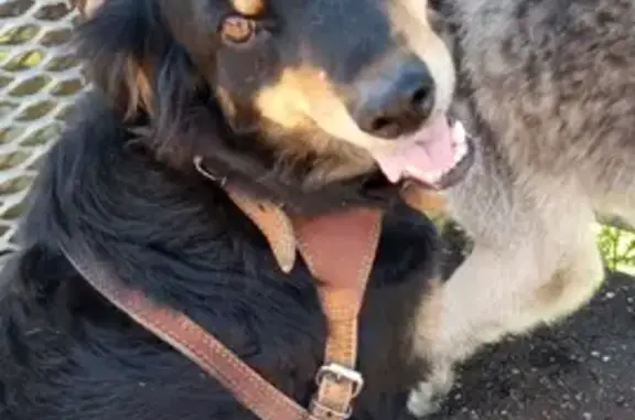 Найдена собака в Зворково, Московская область