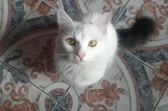 Пропала кошка на Краснополянской, 16