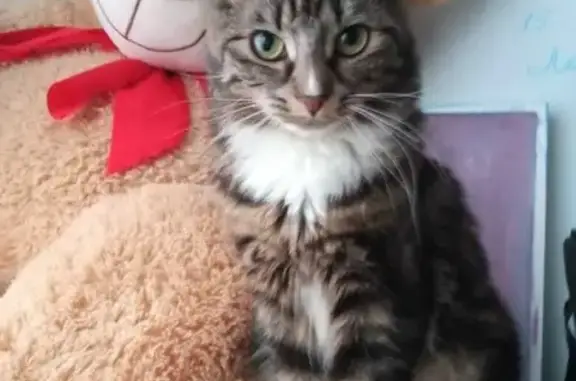 Кошки потеряшки, Санкт-Петербург, фото: Потеряшка кошка Дина на Стрельбищенской, СПб