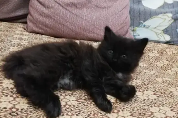Пропала кошка Чёрный котик на улице Физкультурников, 13