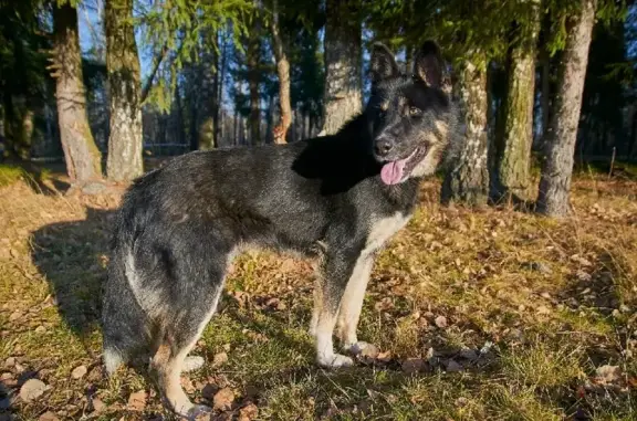 Пропала собака на улице Луначарского, Королёв