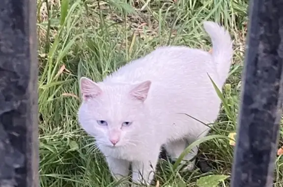 Грустная кошка с ошейником в Белоусовском парке, Тула