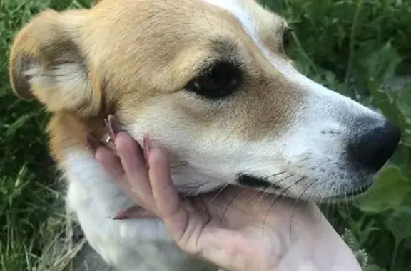 Найдена собака на перекрёстке в Бегуницах