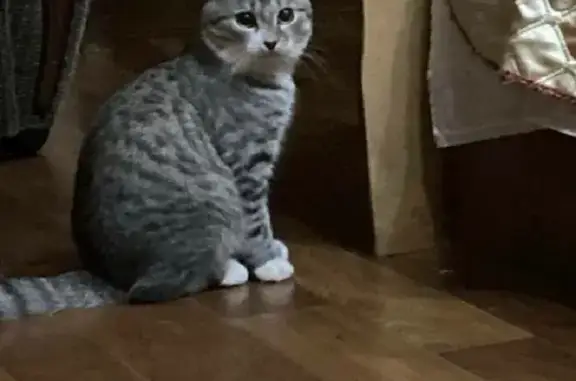 Пропал кот Маркиз в Медниково, Нижегородская область