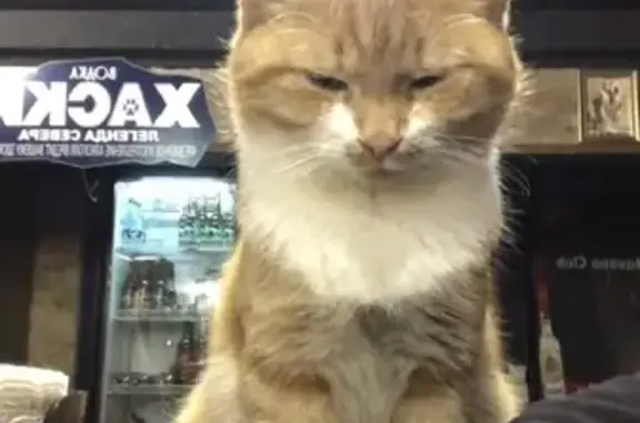 Кошки потеряшки, Санкт-Петербург, фото: Потеряшка кошка на Загородном проспекте 22, СПб.