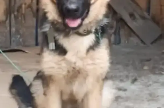 Найдена собака Овчарка на Шубенском переулке, Бийск