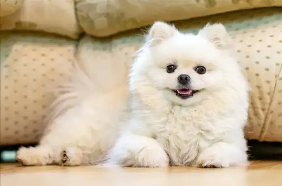 Собаки потеряшки, Гавриловка, фото: Потеряшка собака Макс в Гавриловке, Удмуртская Республика