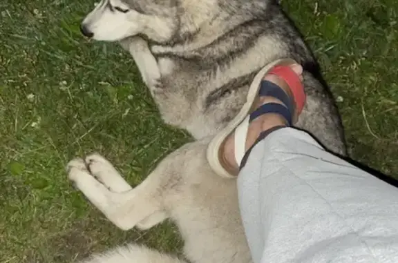 Найдена собака на улице Алёши Тимошенкова, Красноярск