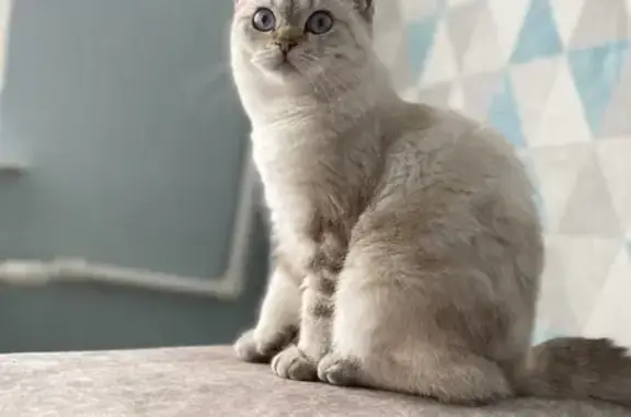 Кошки потеряшки, Набережные Челны, фото: Потеряшка кошка Боня в Набережных Челнах