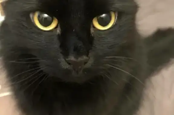 Кошки потеряшки, Санкт-Петербург, фото: Lost: Black Fluffy Cat Filya, English Prospect 31, St. Petersburg