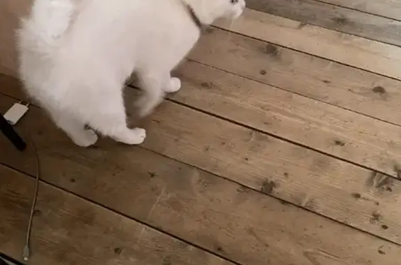 Найдена белая кошка на Луговой, Оренбург