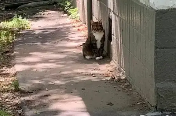 Пропала кошка на Профсоюзной, 48, Москва