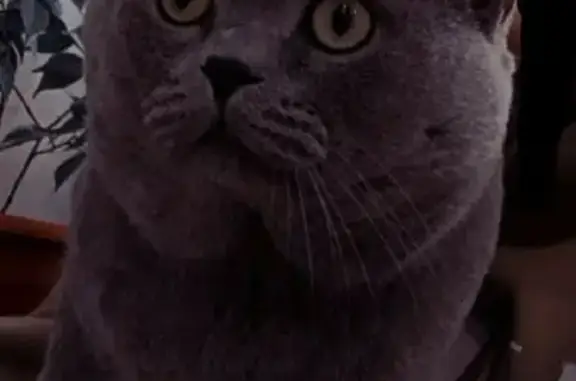 Кошки потеряшки, Рубцовск, фото: Потеряшка кошка Йося в СНТ №3, Рубцовск, Алтайский край