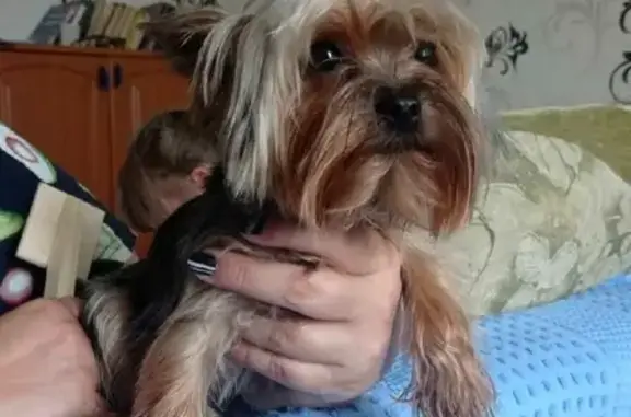 Найденные животные Владивосток, фото: Собака найдена во Владивостоке на Приморской 8.