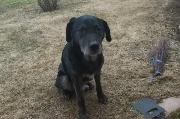 Пропала собака Малыш в Лукино, Тверская область