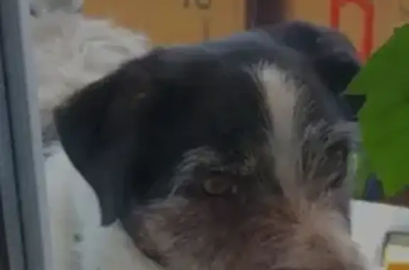 Пропала собака Вокс в Лисистровском районе, адрес: цветочная 10